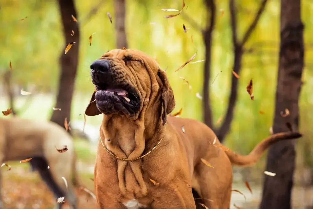 funny-face-wrinkled-fila-brasileiro-making-face-dog-sneezing-