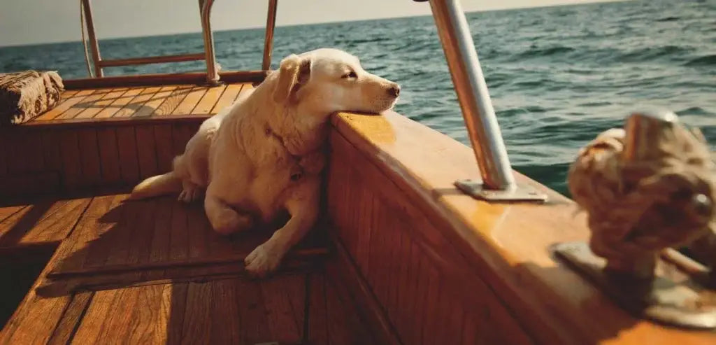 golden-retriever-on-a-woden-yacht-in-the-open-sea