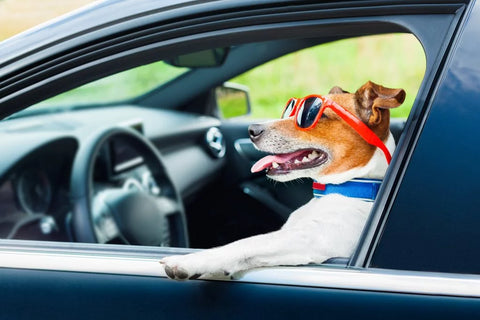 jack-russell-terrier-dog-smilling-with-sun-glasses