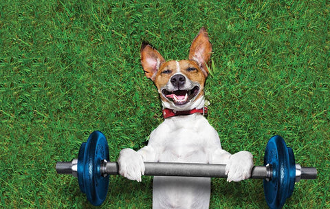 jack-russell-terrier-exercising-with-weights