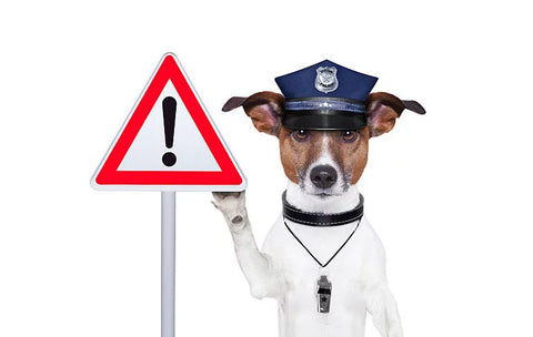 jack-russell-terrier-police-stop-sign-dog