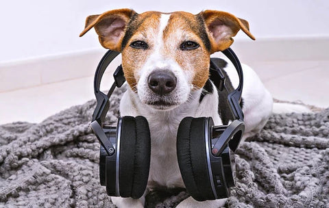 jack-russell-terrier-with-headphones