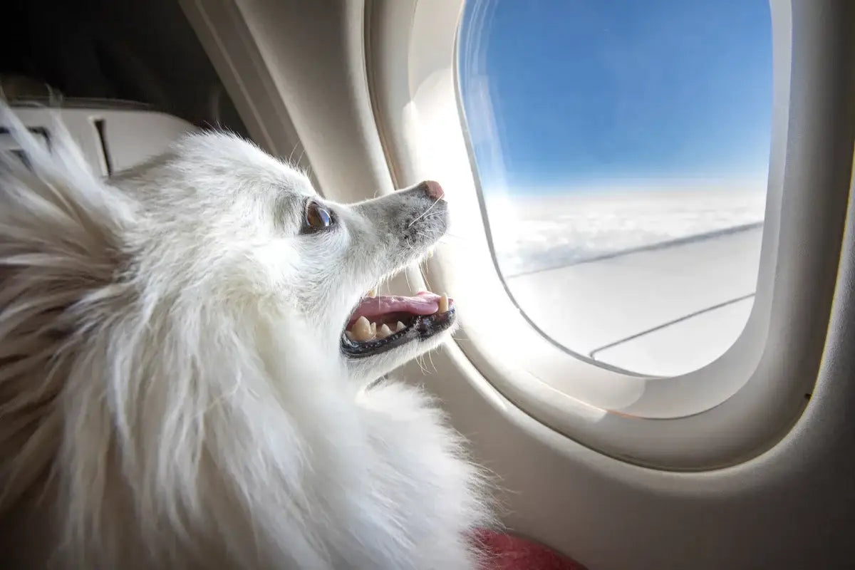 little-dog-on-a-plane-looking-through-a-window