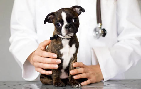 little-pug-puppy-with-veterinarian