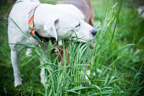 why-do-dogs-eat-grass-scaled