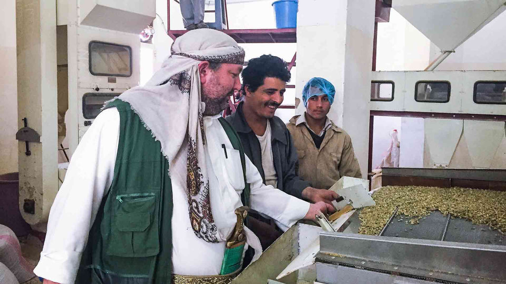 The mill team sorting green coffee on a densimetric table, at the Rayyan Mill in Yemen.