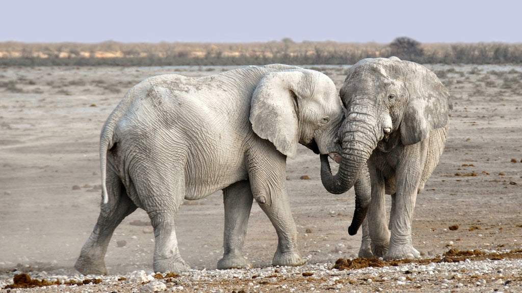 Elephants in the Wild