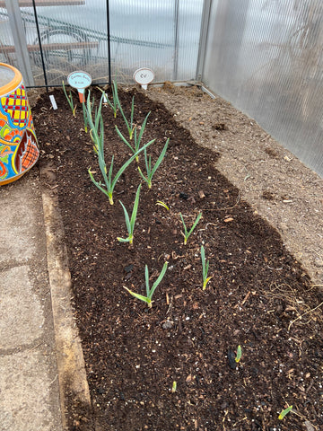 Garlic sprouting in the greenhouse.