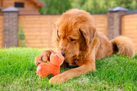 A huge red-haired dog plays with a small orange soft toy on the grass.