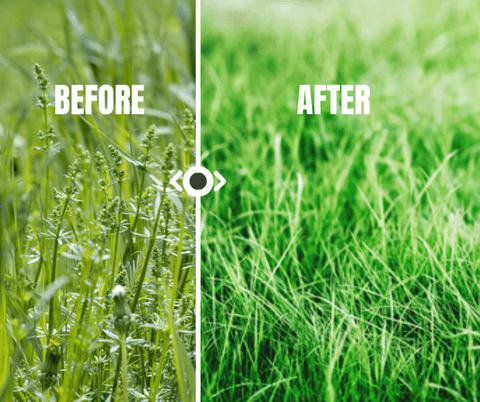 grass before cut and after cut