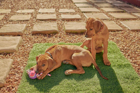 Cute and adorable Ridgeback puppies playing with a toy outdoors in a yard of a home or house. Two young brown cuddly and playful dogs or pets relaxing in the yard