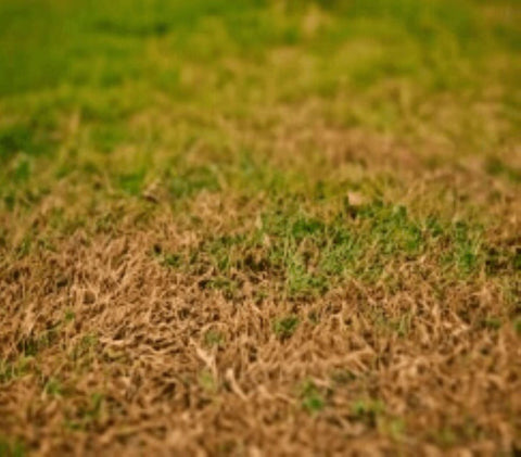 Dead brown grass patch in lawn