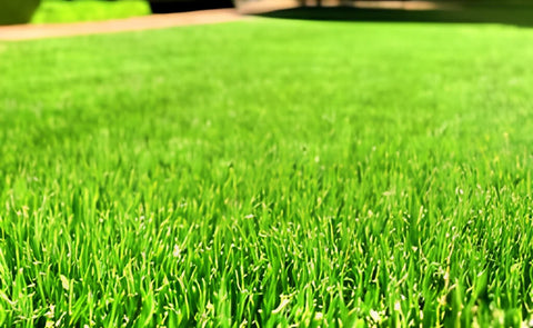 dry lawn