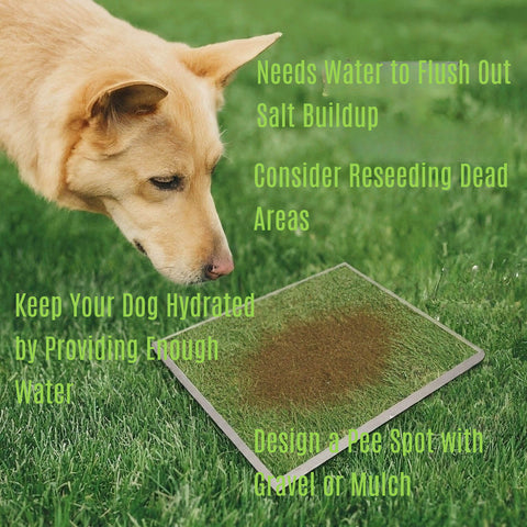 Here's what to do if there are brown spot on your lawn due to dog urine