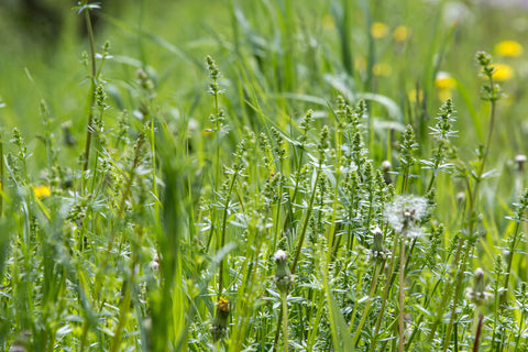 overgrown grass lawn with weeds