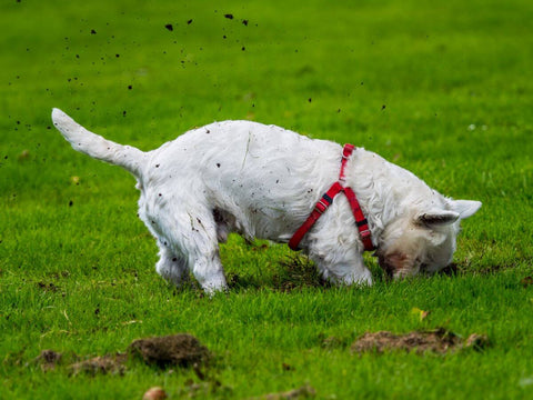 West highland terrier digging a hole