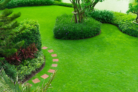 A nicely trimmed green lawn with a couple of bushes planted on it