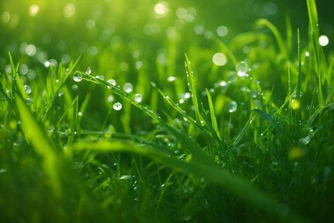 a breathtaking scene of fresh green grass glistening