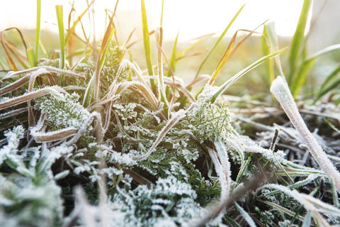 closeup of frozen grass after first frost