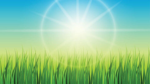 Green background with sun and grass