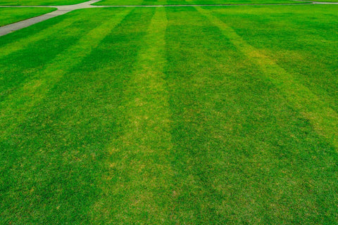 green grass field with line pattern texture background