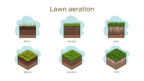 Lawn aeration before and after