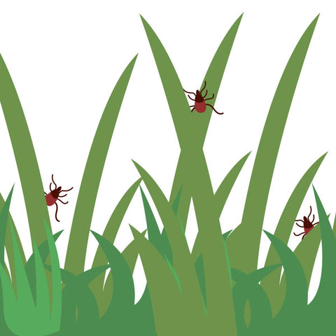 Tick in the green grass. Lawn pest control