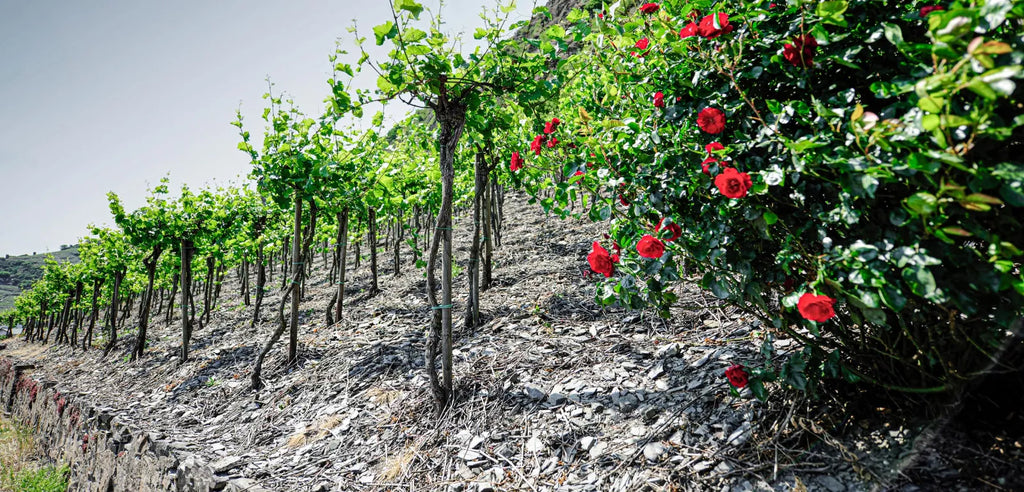 Schiefer Weinberg an der Mosel.