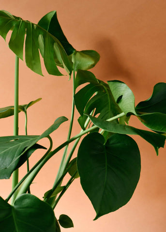 monstera_4