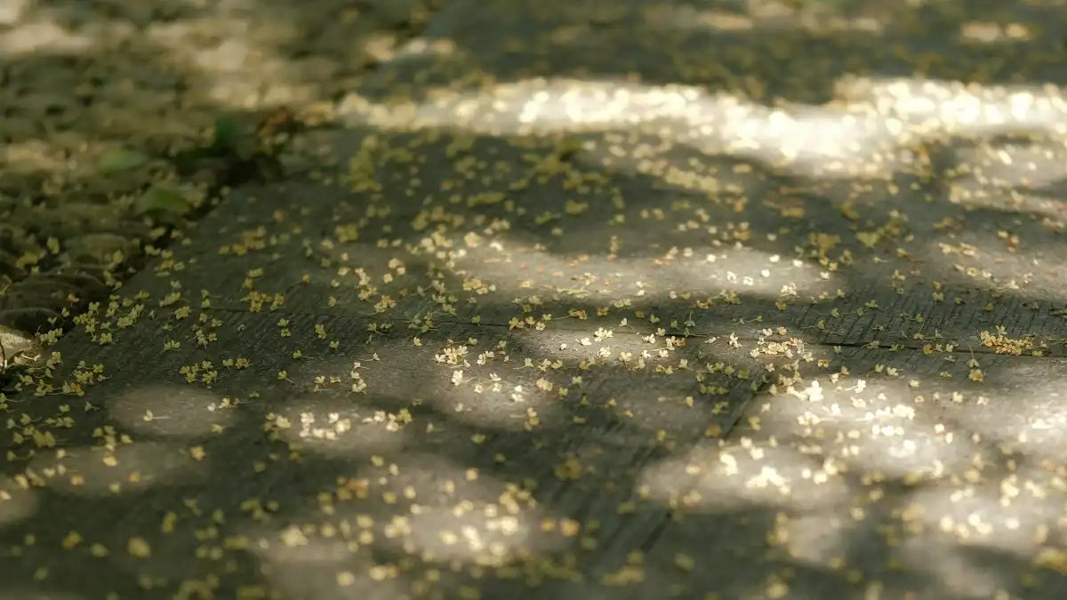 The sweet fragrance of osmanthus filling the streets in autumn is a cherished memory for many Chinese people.