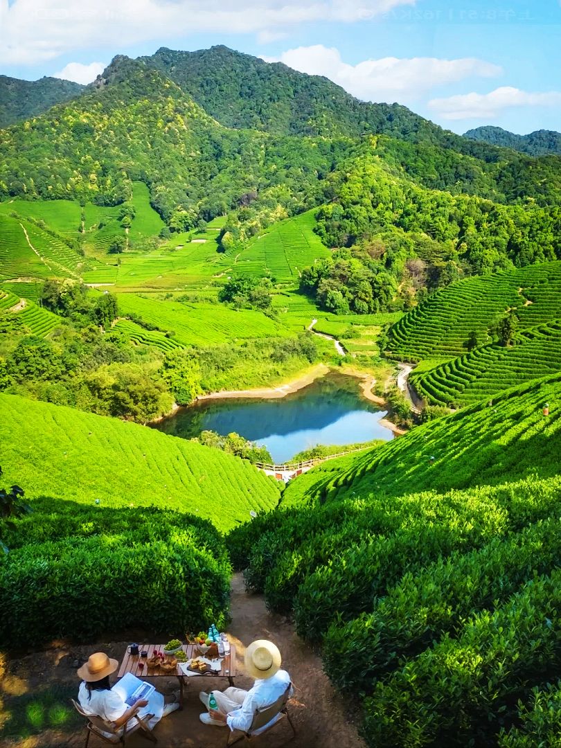 Tea garden in Fuding, Fujian