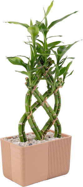 bamboo plant for bathroom