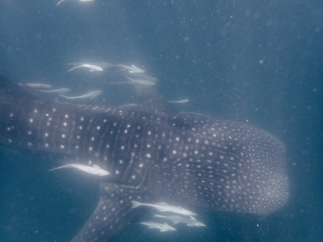 Whale shark