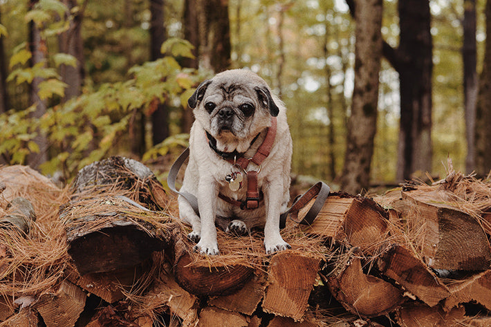 the outlier inn pug dogs welcome - glamping airbnb catskills upstate ny 