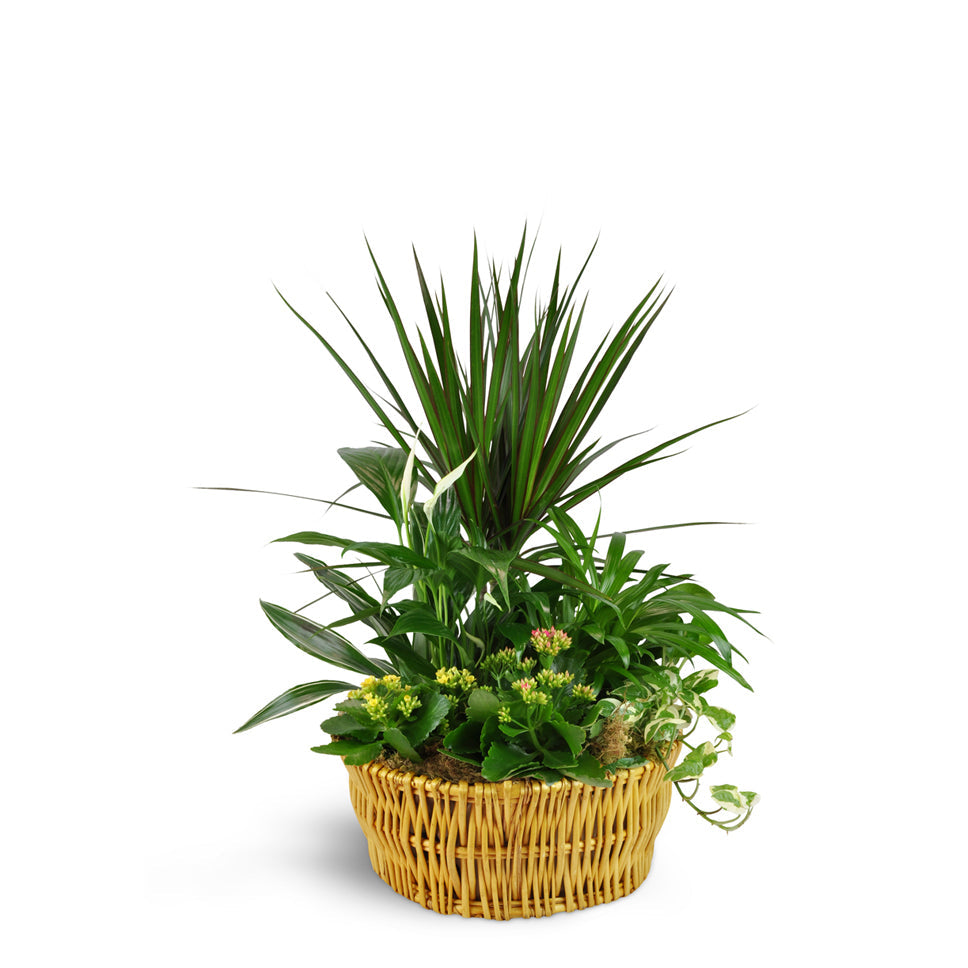 Classic Dish Garden - Standard. A mix of green and blooming plants are arranged in a wicker basket.