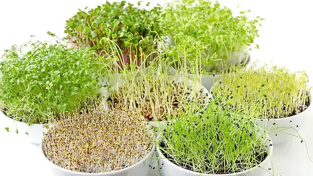 microgreen