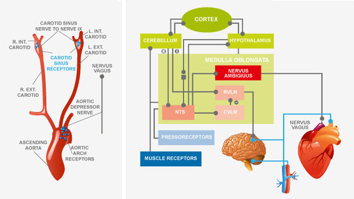 BaroreflexIntegación