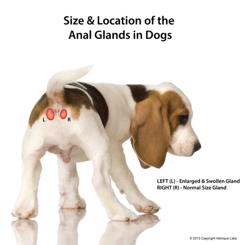 Anal gland size and location in dogs