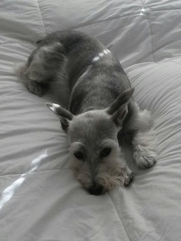 Gracie Glandex Pet of the MOnth