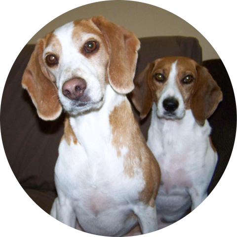 Lucky and Lady Glandex Pet of the Month December 2018