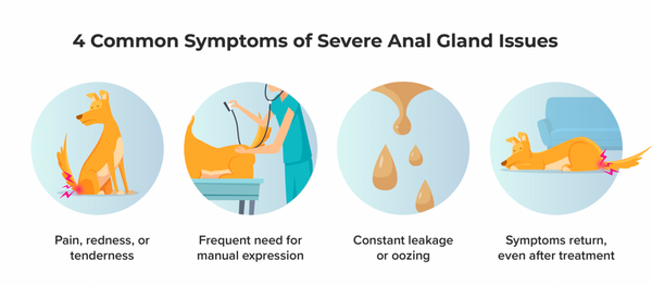 Illustrated anal gland symptoms in dogs: pain, anal gland expression, leakage, and returning symptoms.