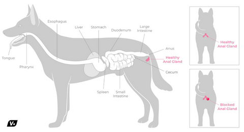 Diagram of dog with anal sacculitis and anal gland impaction