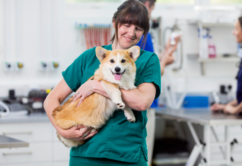 Corgi dog at veterinarian for dog anal gland removal