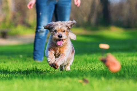 Small senior terrier dog running happily through the grass