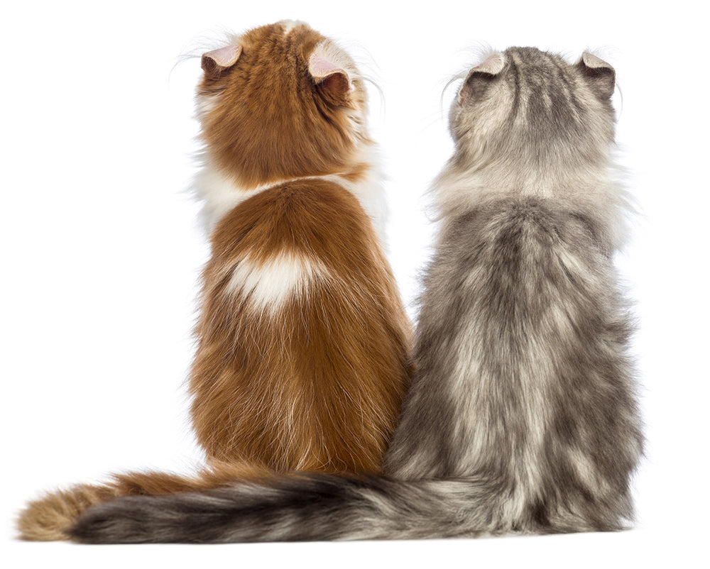 Two Cats -  Glandex -Signs of Anal Gland Problems in Cats