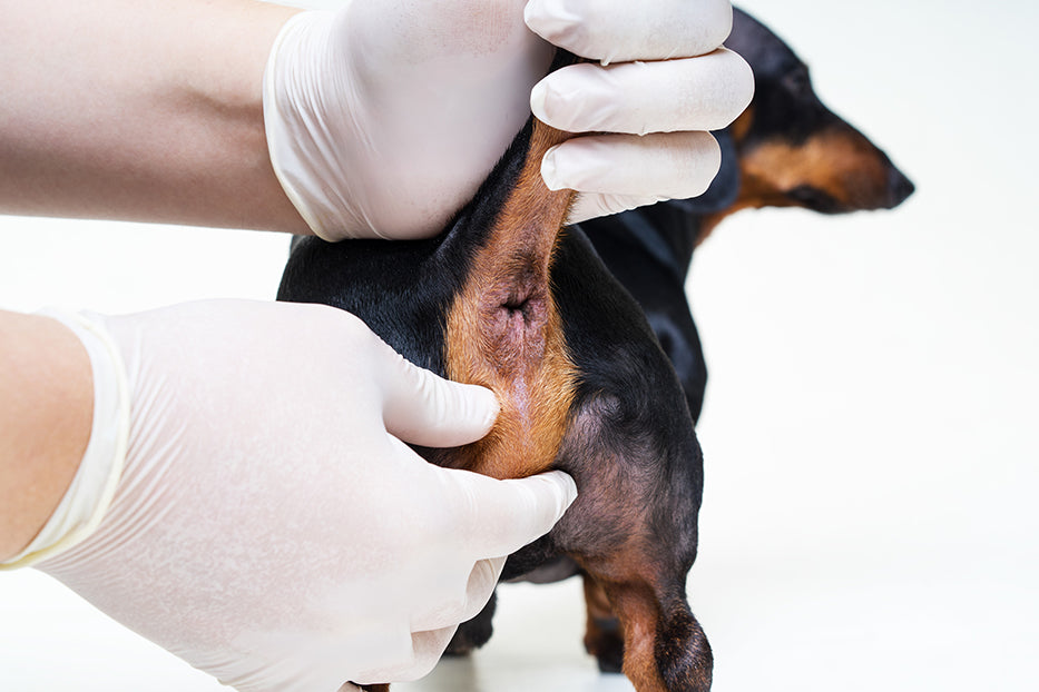 Veterinarian Dog Anal Gland Expression