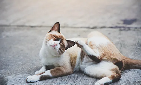 cat scratching itself with paw and cleaning itself