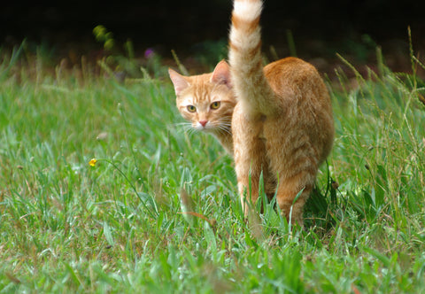 Cat outdoors in the grass, turning its head to peer backward with its tail in the air.