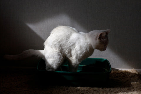 White cat lit by sunlight amidst shadows as it strains to poop over a litter box