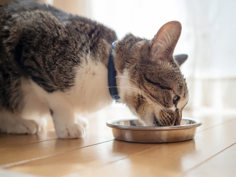 Cat leaning over to eat food out of a bowl